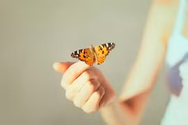 Bướm vàng "nằm lì" trên tay trai trẻ và điều bất ngờ 