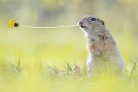 Cuộc sống yên bình của loài sóc cả ngàn người mơ