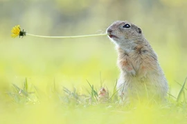 Cuộc sống yên bình của loài sóc cả ngàn người mơ