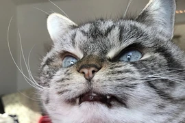 "Chân dung" mèo ma cà rồng "xấu xa tà ác" nhất thế giới 