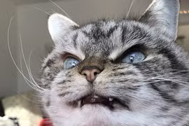 "Chân dung" mèo ma cà rồng "xấu xa tà ác" nhất thế giới 