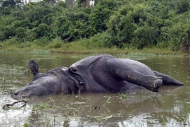 Tê giác Ấn Độ chết thảm vì dám từ chối giao phối