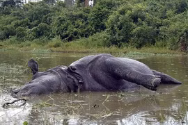 Tê giác Ấn Độ chết thảm vì dám từ chối giao phối