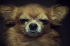 Ảnh chân dung động vật giống con người đến lạ