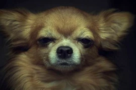 Ảnh chân dung động vật giống con người đến lạ