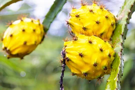 Trái “ác quỷ” ai ăn gặp chuyện nhớ đời, “ôm” nhà vệ sinh làm bạn