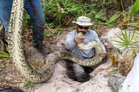 Hãi hùng cảnh săn giết trăn Miến Điện khổng lồ 