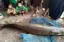 Cận cảnh vua cá vừa xuất hiện ở Myanmar gây sốc