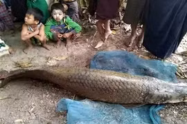 Cận cảnh vua cá vừa xuất hiện ở Myanmar gây sốc