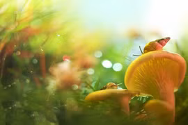 Ảnh đẹp xuất sắc về thế giới động vật nhỏ bé (1)