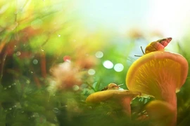 Ảnh đẹp xuất sắc về thế giới động vật nhỏ bé (1)