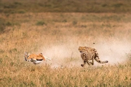 Kịch tính cuộc sống động vật hoang dã ở Tanzania 