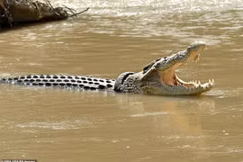 Cá sấu và chiếc vòng cổ lốp xe tử thần gây ám ảnh