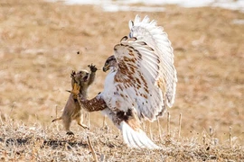 Kịch tính cảnh sóc macmot dũng cảm chống lại chim ó
