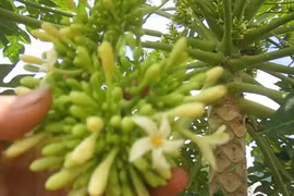 Thần dược ngừa ung thư lại giúp trị bách bệnh, ai cũng nên biết