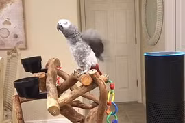 Video: Chú vẹt thông minh biết ra lệnh cho trợ lý ảo