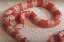 Rắn sữa hai đầu hung hãn tự cắn nhau tranh ăn 