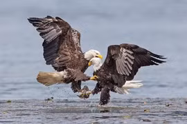 Khốc liệt trận chiến trên không của bá chủ bầu trời