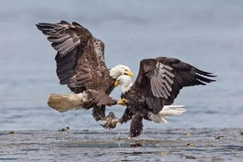 Khốc liệt trận chiến trên không của bá chủ bầu trời