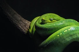 Cho rắn ăn không đeo bao tay, cậu bé gặp họa kinh dị