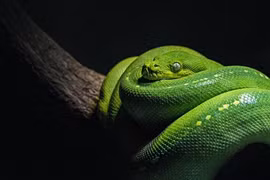 Cho rắn ăn không đeo bao tay, cậu bé gặp họa kinh dị