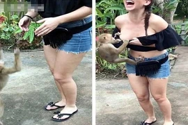 Khỉ con trỗi dậy bản năng, vạch áo nữ du khách đòi bú