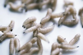 Kinh dị ký sinh trùng cực sợ chui rúc trong môi người đàn ông