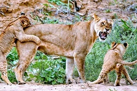 Cận cảnh gia đình sư tử miệt mài học kỹ thuật đi săn 