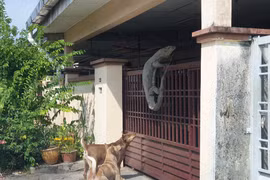 Thấy chó sủa vang nhà, chạy ra phát hiện "quái vật" hãi hùng