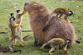 Chân dung loài động vật thân thiện nhất thế giới