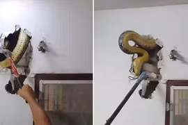 Nghe tiếng động lạ trong tường, kiểm tra phát hiện điều run sợ