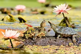 Chết mê những chú rùa đáng yêu nhất thế giới 