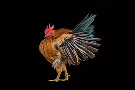 Vẻ đẹp độc đáo hiếm thấy của những con gà 