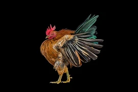 Vẻ đẹp độc đáo hiếm thấy của những con gà 