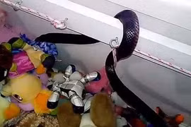 Dọn phòng con, kinh hoàng phát hiện điều gây kinh hãi này...