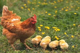  Khám phá kinh ngạc ít ai biết về loài gà