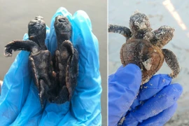 Kinh ngạc rùa biển dính liền thân vẫn sống như thường