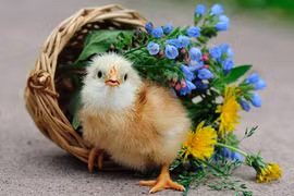 Những hình ảnh cực đáng yêu của gà con