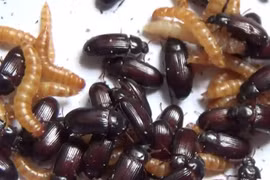 Bí ẩn người phụ nữ ăn côn trùng mỗi ngày vì điều kỳ lạ 