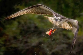 Chộp khoảnh khắc chim ưng biển săn mồi duyên dáng 