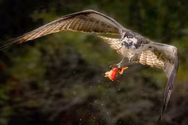 Chộp khoảnh khắc chim ưng biển săn mồi duyên dáng 