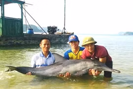 Cá heo 50 kg mắc cạn ở Quảng Ninh