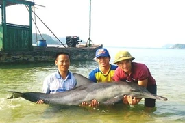 Cá heo 50 kg mắc cạn ở Quảng Ninh