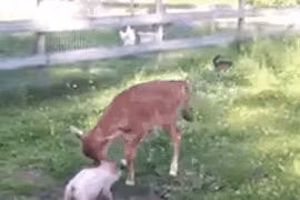 Tình bạn kỳ lạ giữa bê con và lợn con