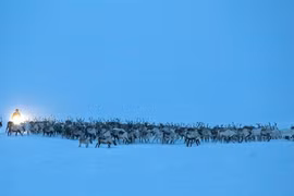 Ngoạn mục cảnh tượng di cư của đàn tuần lộc 