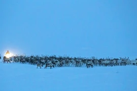 Ngoạn mục cảnh tượng di cư của đàn tuần lộc 