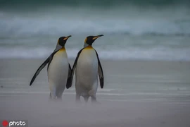 Ảnh hiếm vợ chồng chim cánh cụt trốn con đi "hâm nóng" tình cảm