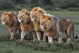 Ảnh hiếm thấy về sư tử, những vị lãnh chúa thảo nguyên 