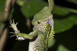 Kinh hoàng rắn gồng mình nuốt chửng tắc kè