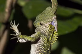 Kinh hoàng rắn gồng mình nuốt chửng tắc kè